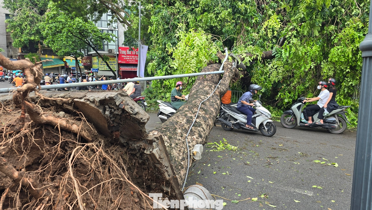 Người dân phải cúi đầu, khom lưng khi đi qua cây xà cừ lâu năm bị đổ ngang đường trên phố Phùng Hưng.