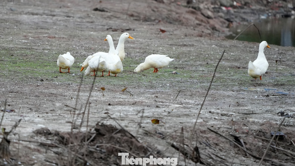 Ngan, vịt được các hộ dân sống quanh Đầm Đông chăn thả đi bộ trên lòng đầm.