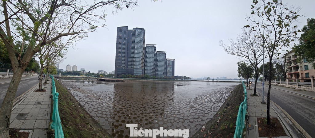 Tình trạng ô nhiễm nguồn nước trong thời gian qua khiến sen trồng tại đây không thể phát triển được.