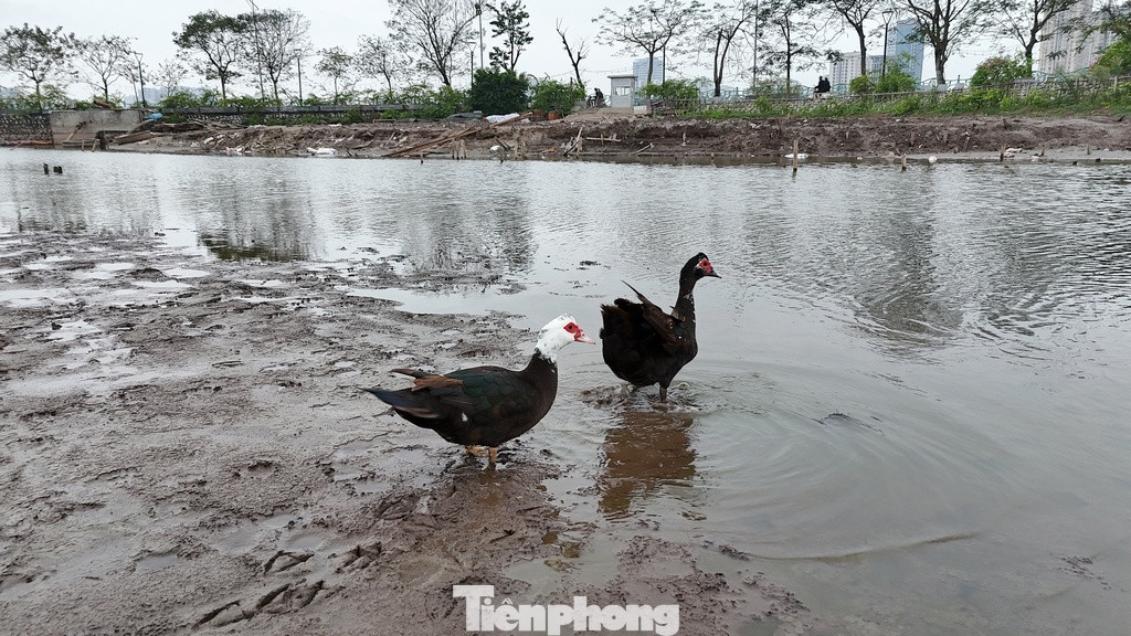 Ngan, vịt được các hộ dân sống quanh Đầm Đông chăn thả đi bộ trên lòng đầm.