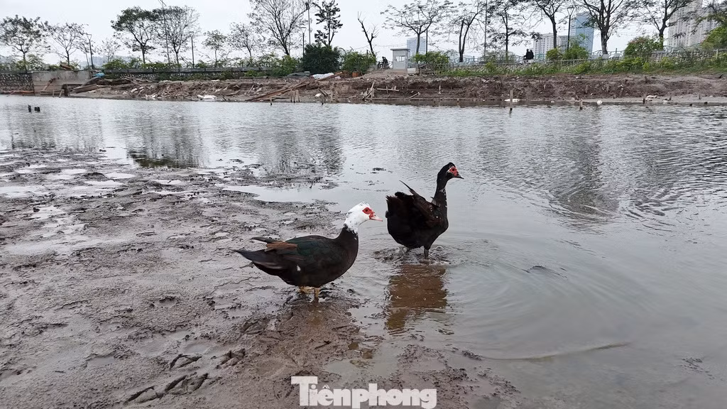 Ngan, vịt được các hộ dân sống quanh Đầm Đông chăn thả đi bộ trên lòng đầm.