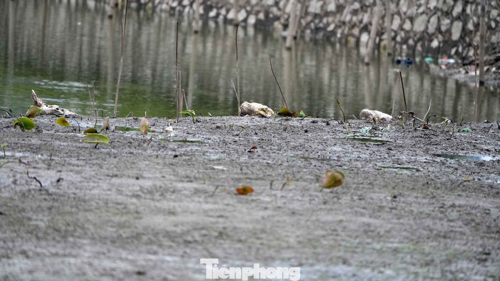 Được biết, một số ao, đầm trên địa bàn phường Quảng An đang được rút nước để phục vụ công tác tu bổ và nạo vét sau nhiều năm bồi đắp khiến lòng ao, đầm này ô nhiễm nghiêm trọng.