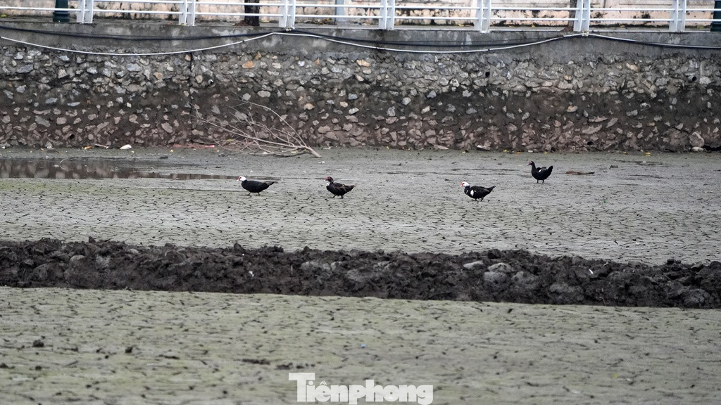 Một loạt ao, đầm ven hồ Tây hiện đang được rút nước cạn trơ đáy như: Đầm Đông, Đầm Trị, ao chùa Kim Liên, ao Thuỷ Sứ... thuộc phường Quảng An (quận Tây Hồ, thành phố Hà Nội).