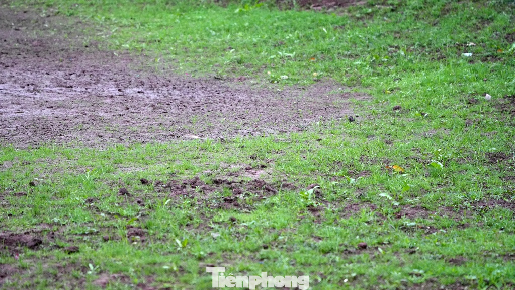 Đây đã từng là một hồ sen xanh mướt.