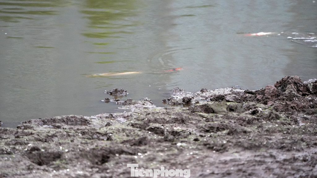 Đây đã từng là một hồ sen xanh mướt.
