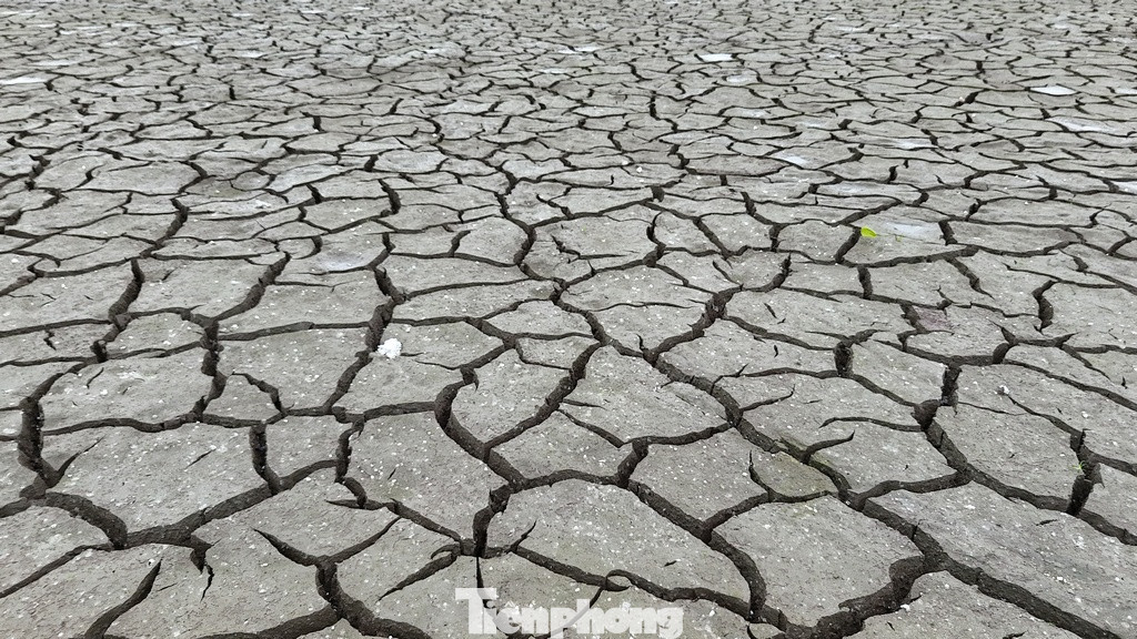 Đây đã từng là một hồ sen xanh mướt.