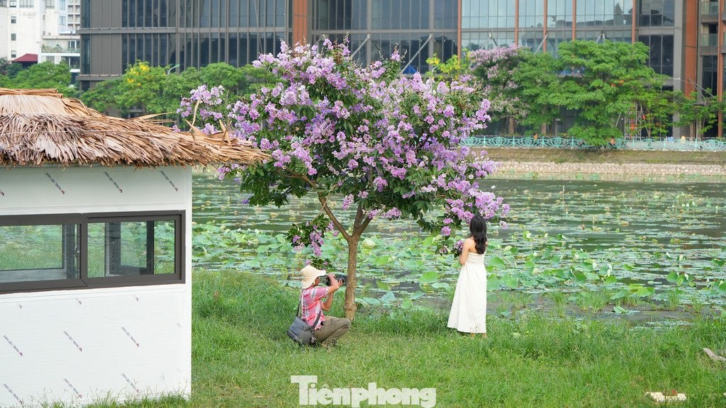 Một cây bằng lăng "cô đơn" với tán thấp và tràn ngập sắc hoa tím bên cạnh hồ Đầm Đông luôn thường trực có người đứng cạnh để chụp ảnh nhờ tán cây và hoa thấp.