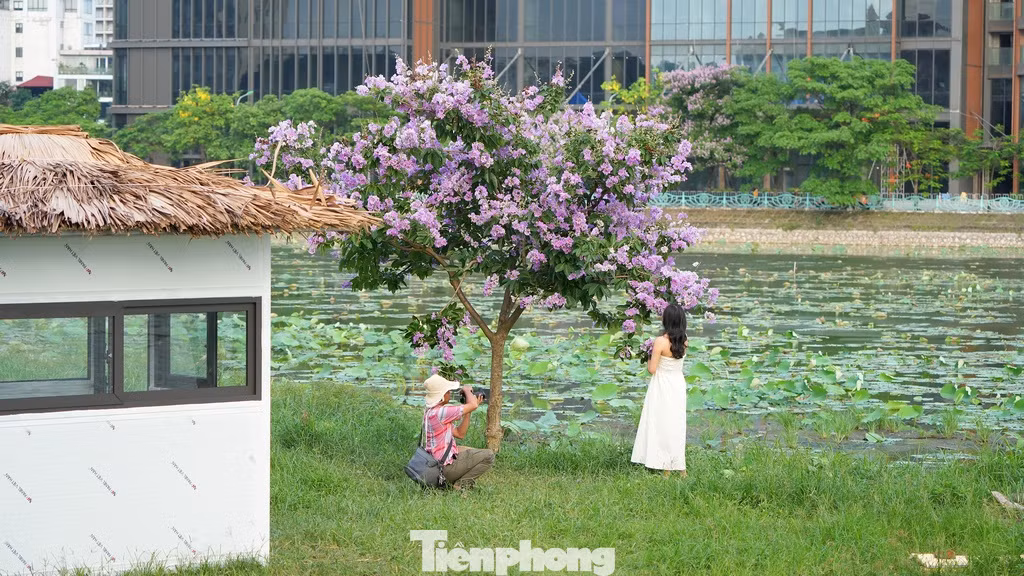 Một cây bằng lăng "cô đơn" với tán thấp và tràn ngập sắc hoa tím bên cạnh hồ Đầm Đông luôn thường trực có người đứng cạnh để chụp ảnh nhờ tán cây và hoa thấp.