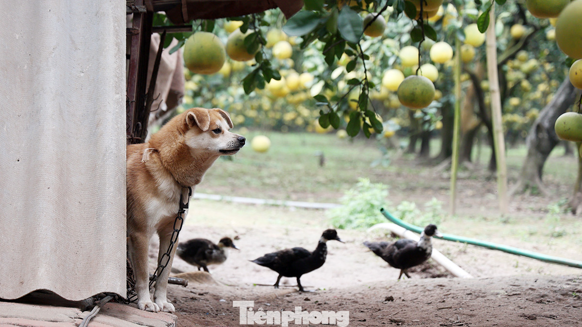 Những vườn bưởi có diện tích lớn và giá trị kinh tế cao, các chủ vườn ngoài nuôi chó trông giữ còn lắp đặt hệ thống camera để tránh kẻ gian vào hái trộm.
