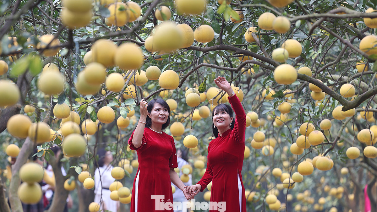 Vườn bưởi đẹp như mơ đã thu hút rất đông người đến chụp ảnh check-in lưu lại khoảnh khắc đẹp trước thềm năm mới.