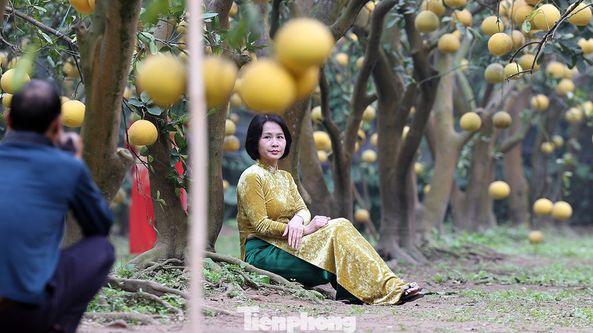 Vườn bưởi đẹp như mơ đã thu hút rất đông người đến chụp ảnh check-in lưu lại khoảnh khắc đẹp trước thềm năm mới.