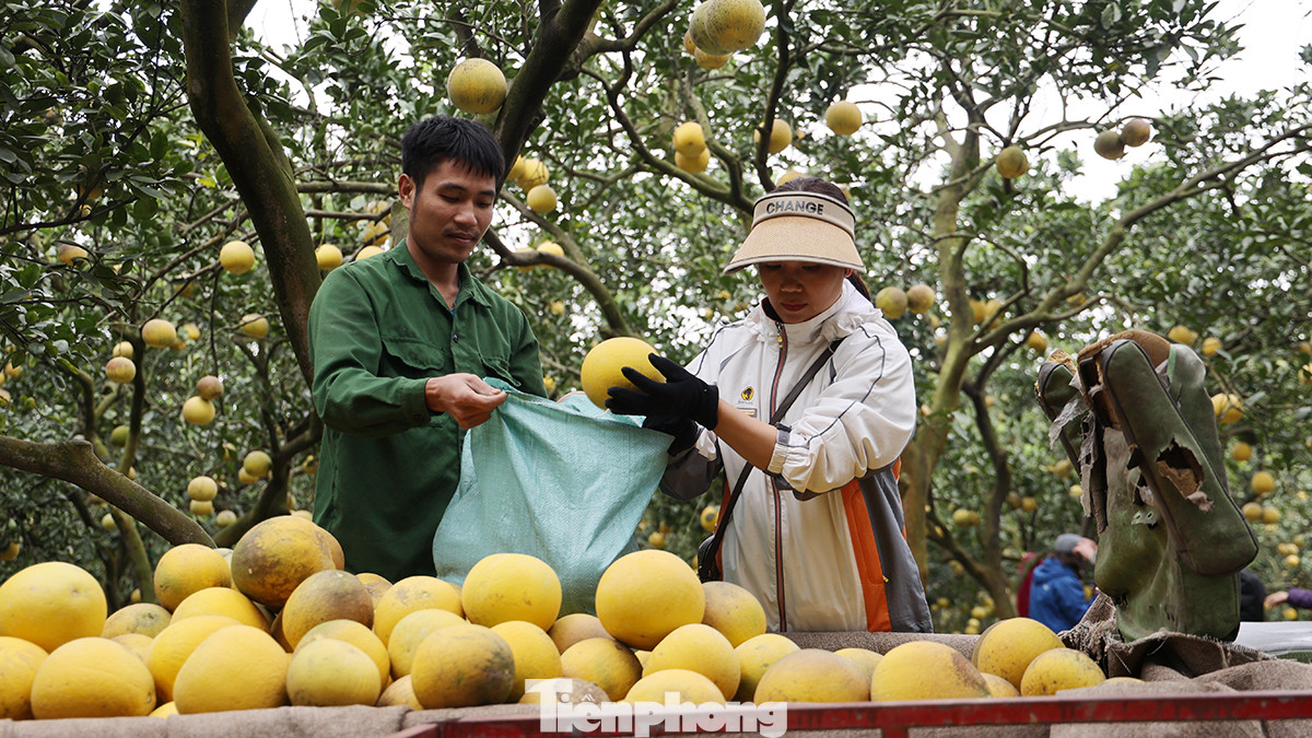 Năm nay giá bưởi Diễn có giá giao động từ 35.000 đến 40.000 đồng cho mỗi quả.