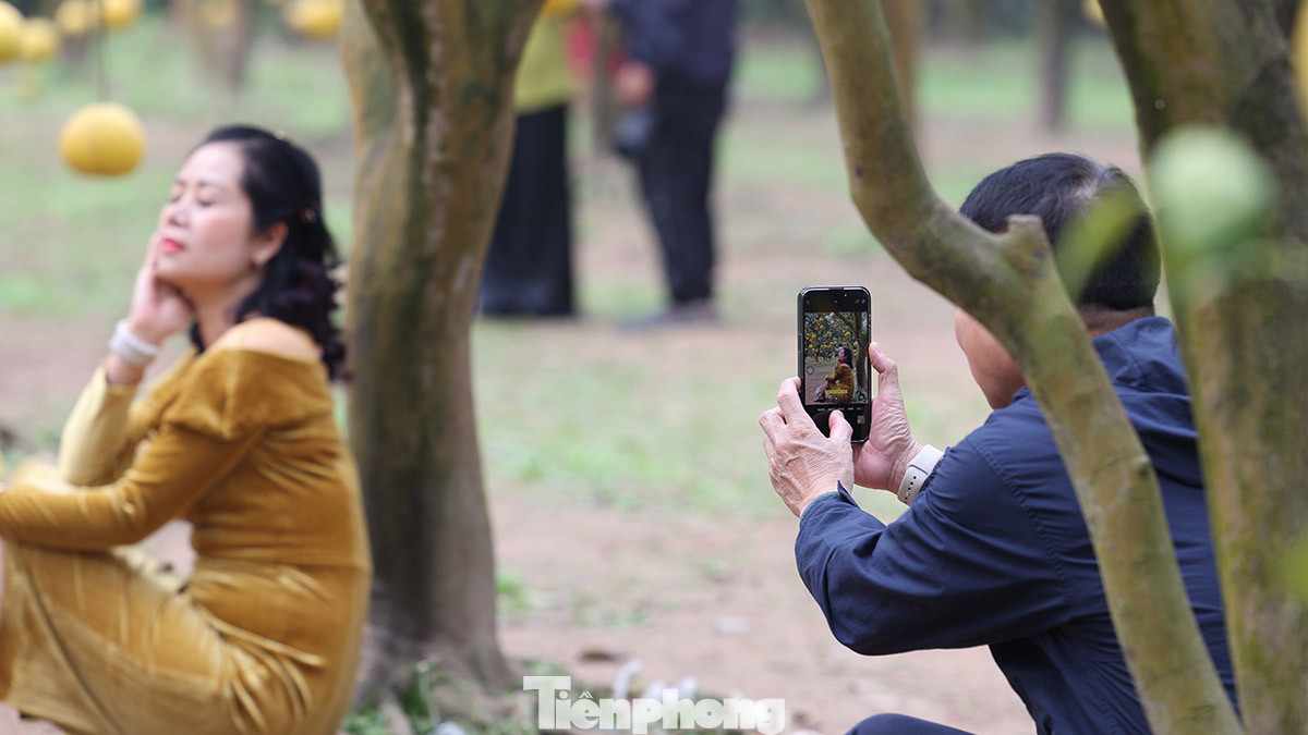 Vườn bưởi đẹp như mơ đã thu hút rất đông người đến chụp ảnh check-in lưu lại khoảnh khắc đẹp trước thềm năm mới.