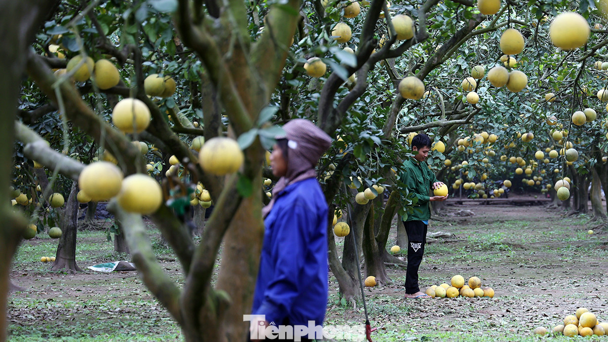 Một số chủ vườn ước tính năm nay có thể thu hoạch từ 150 đến trên 200 nghìn quả bưởi. Mang lại thu nhập lên đến hàng tỷ đồng.