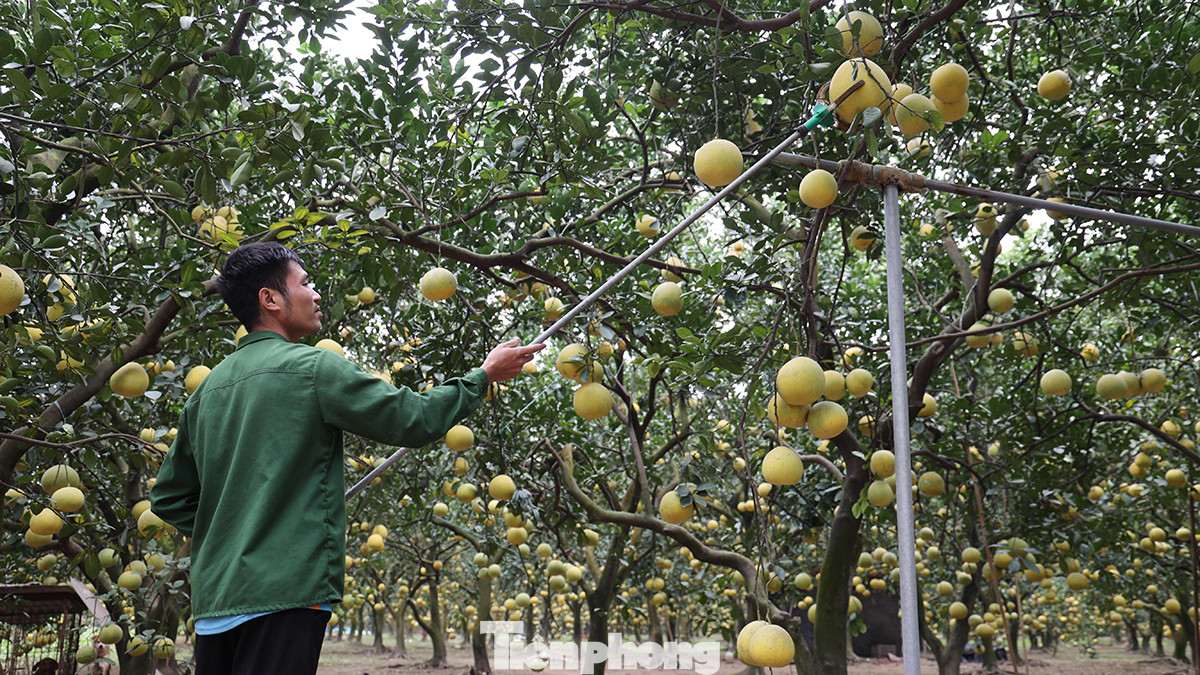 Theo người dân trồng bưởi Diễn cho biết: Sau khi bưởi được hái và để nơi thoáng mát, định kì 10 đến15 ngày tiến hành kiểm tra từng lớp quả để loại bỏ những quả bị hư hỏng, tránh làm lây lan sang những quả khác.