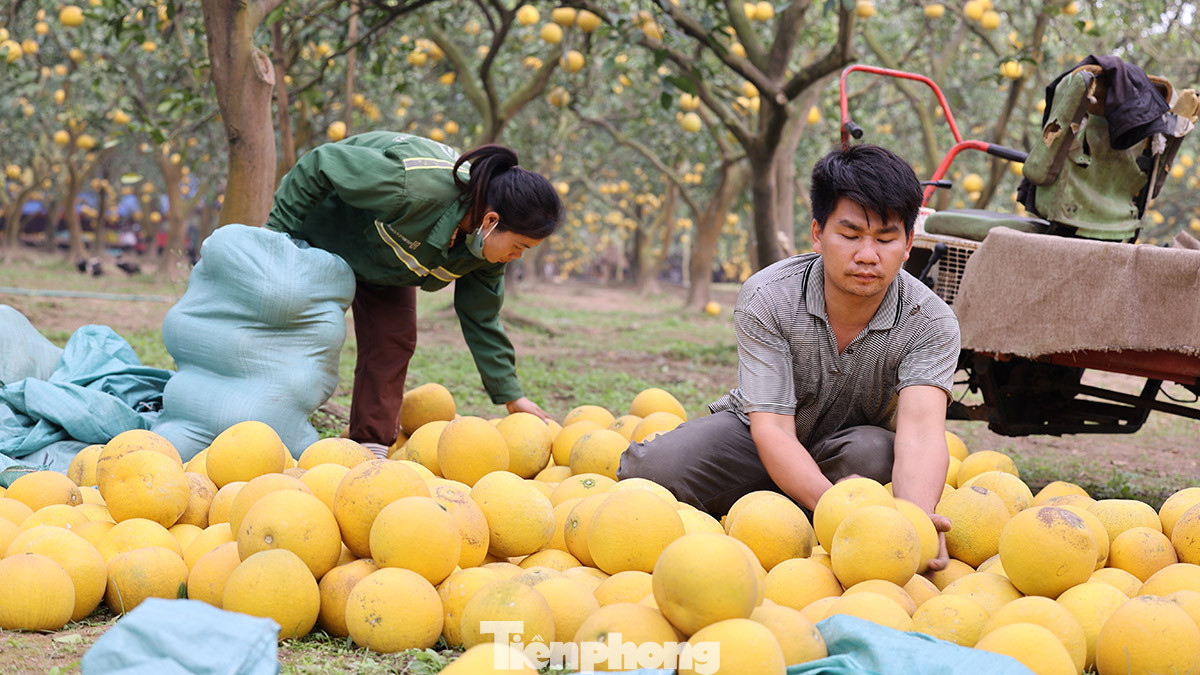 Nông dân làng Phúc Diễn tất bật thu hoạch bưởi phục vụ Tết Nguyên đán Giáp Thìn.