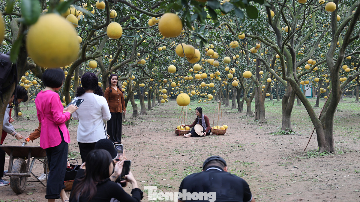 Vườn bưởi đẹp như mơ đã thu hút rất đông người đến chụp ảnh check-in lưu lại khoảnh khắc đẹp trước thềm năm mới.