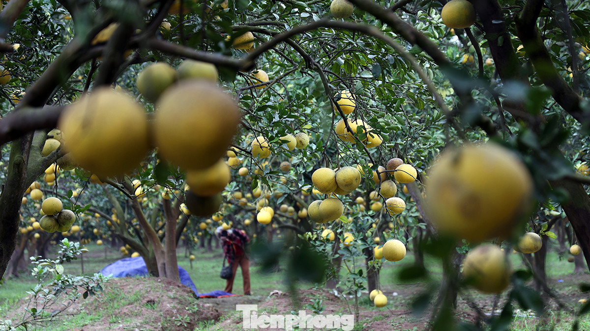 Một số vườn có diện tích tương đối có thể trồng lên đến hàng nghìn gốc mang lại thu nhập cao cho người nông dân làng Phúc Diễn mỗi dịp Tết đến Xuân về.