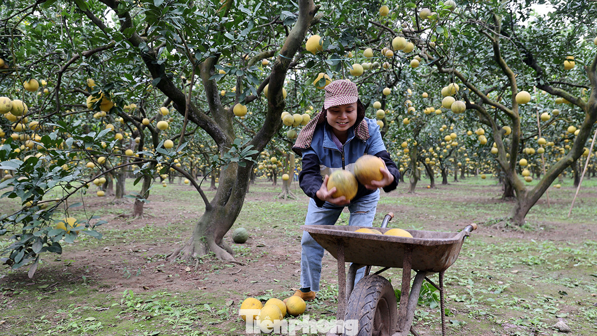 Nếu làm đúng cách bưởi diễn có thể giữ được từ 4 đến 6 tháng mà chất lượng bưởi không hề mất đi mà thậm chí còn ngọt hơn.