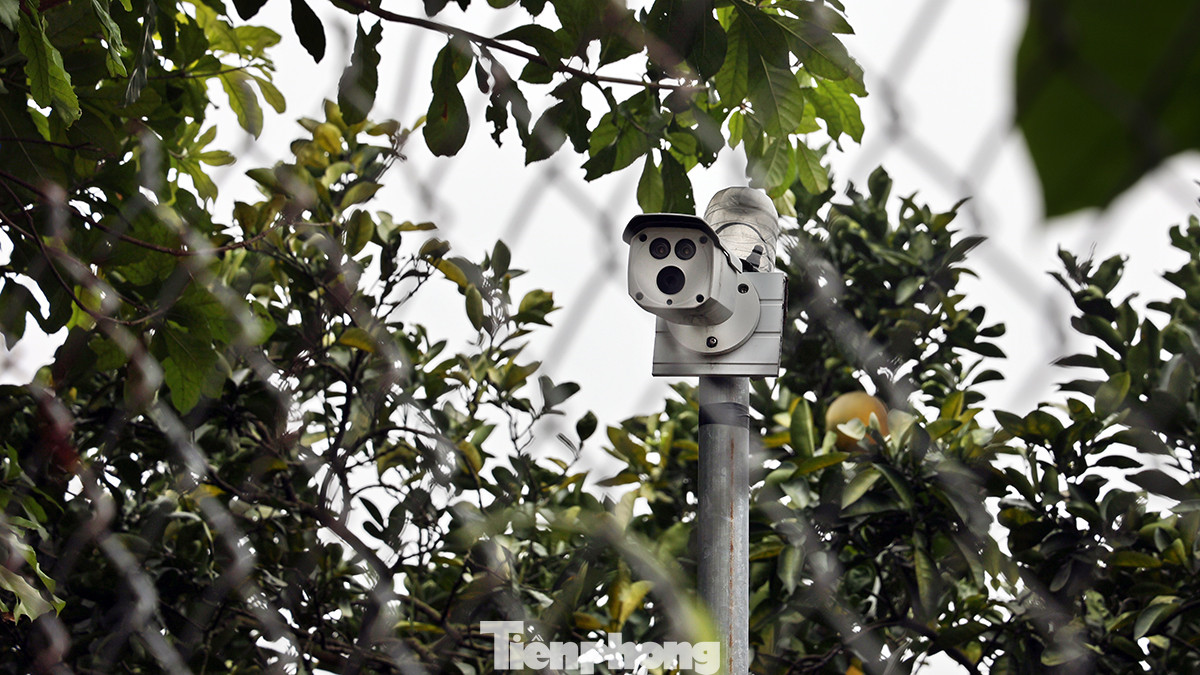 Những vườn bưởi có diện tích lớn và giá trị kinh tế cao, các chủ vườn ngoài nuôi chó trông giữ còn lắp đặt hệ thống camera để tránh kẻ gian vào hái trộm.