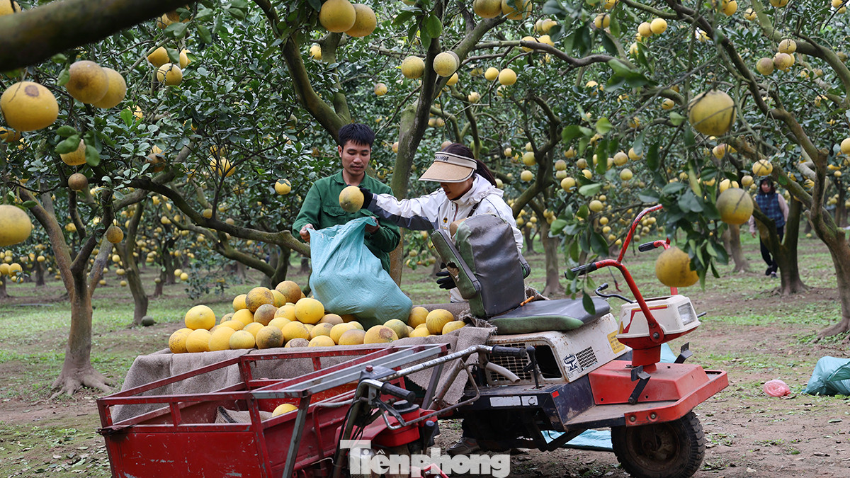 Những ngày đầu tháng chạp, nông dân trồng bưởi Diễn ở làng Phúc Diễn (quận Bắc Từ Liêm, Hà Nội) bắt đầu tất bật thu hoạch để phục vụ người dân Thủ đô cũng như các tỉnh lân cận.
