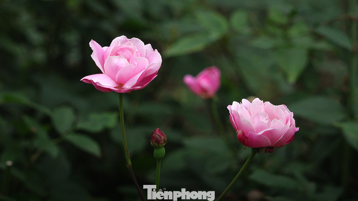 Hiện tại, Công viên Thống Nhất đang sở hữu hàng chục loại hoa hồng quý hiếm như: Hoa hồng cổ Sapa, hoa hồng Bulgaria, hoa hồng tỉ muội, hoa hồng phấn nữ hoàng...