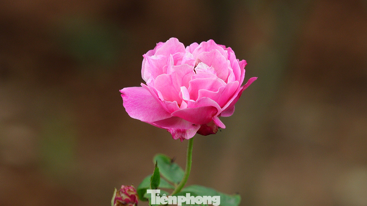 Hiện tại, Công viên Thống Nhất đang sở hữu hàng chục loại hoa hồng quý hiếm như: Hoa hồng cổ Sapa, hoa hồng Bulgaria, hoa hồng tỉ muội, hoa hồng phấn nữ hoàng...