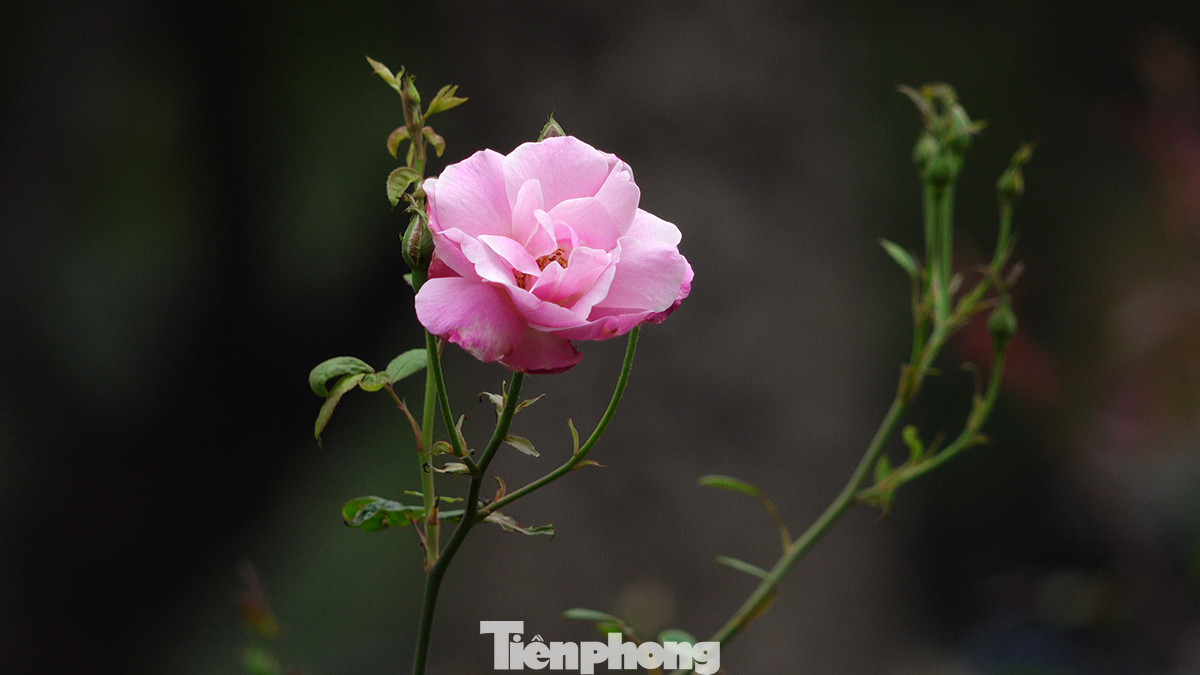 Đặc biệt ngay sau khi phá bỏ một phần hàng rào cứng trên đoạn phố Trần Nhân Tông, Công viên Thống Nhất đã cho trồng mới hàng chục nghìn cây hoa hồng để cải tạo cảnh quan "mặt tiền" của công viên mở.