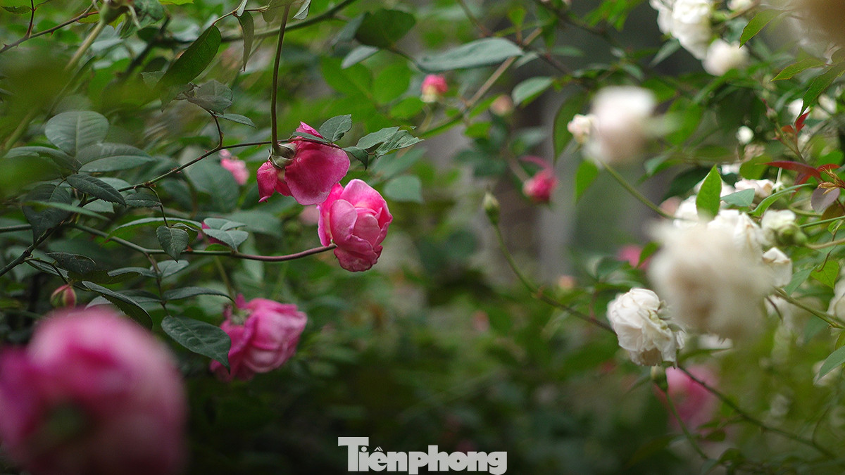 Những bông hoa bung nở khoe sắc, hứa hẹn là điểm "check-in" của giới trẻ.