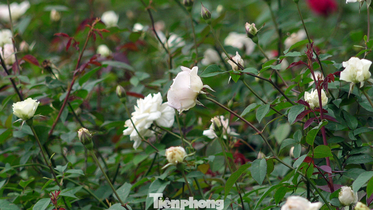 Hiện tại hơn 300 mét phía cổng Công viên Thống Nhất, những gốc hoa hồng cổ Sapa và một số giống hoa hồng khác đang nở rộ.