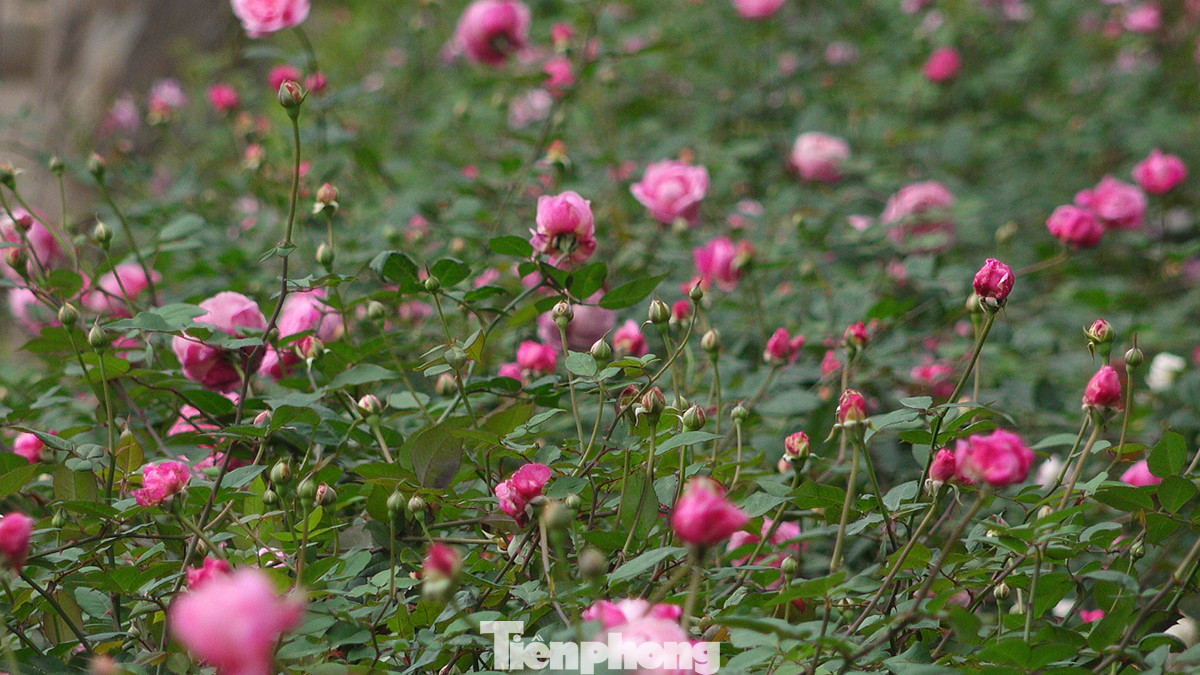 Đoạn phố Trần Nhân Tông hiện tại đã thành tuyến phố đi bộ vào cuối tuần, không gian xanh tươi càng cho cảm giác gần với thiên nhiên và hấp dẫn người dân đến vui chơi.