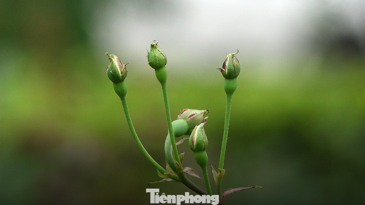 Việc trồng những vườn hoa hồng vừa tạo thêm cảnh đẹp, vừa tạo hàng rào cây giúp ngăn các phương tiện tự do di chuyển vào công viên sau khi hàng rào sắt được dỡ bỏ.