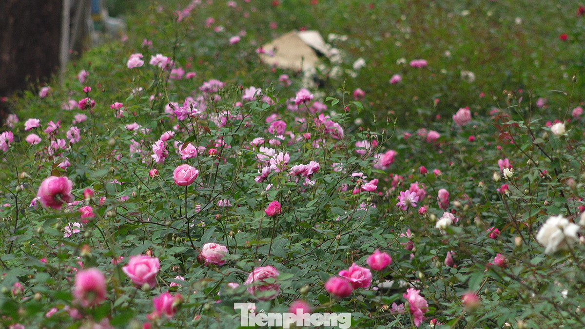 Hiện tại ở Công viên Thống Nhất (Hai Bà Trưng, Hà Nội) có hàng nghìn gốc hoa hồng cùng nhiều loại hoa đang kỳ nở rộ vô cùng đẹp mắt.