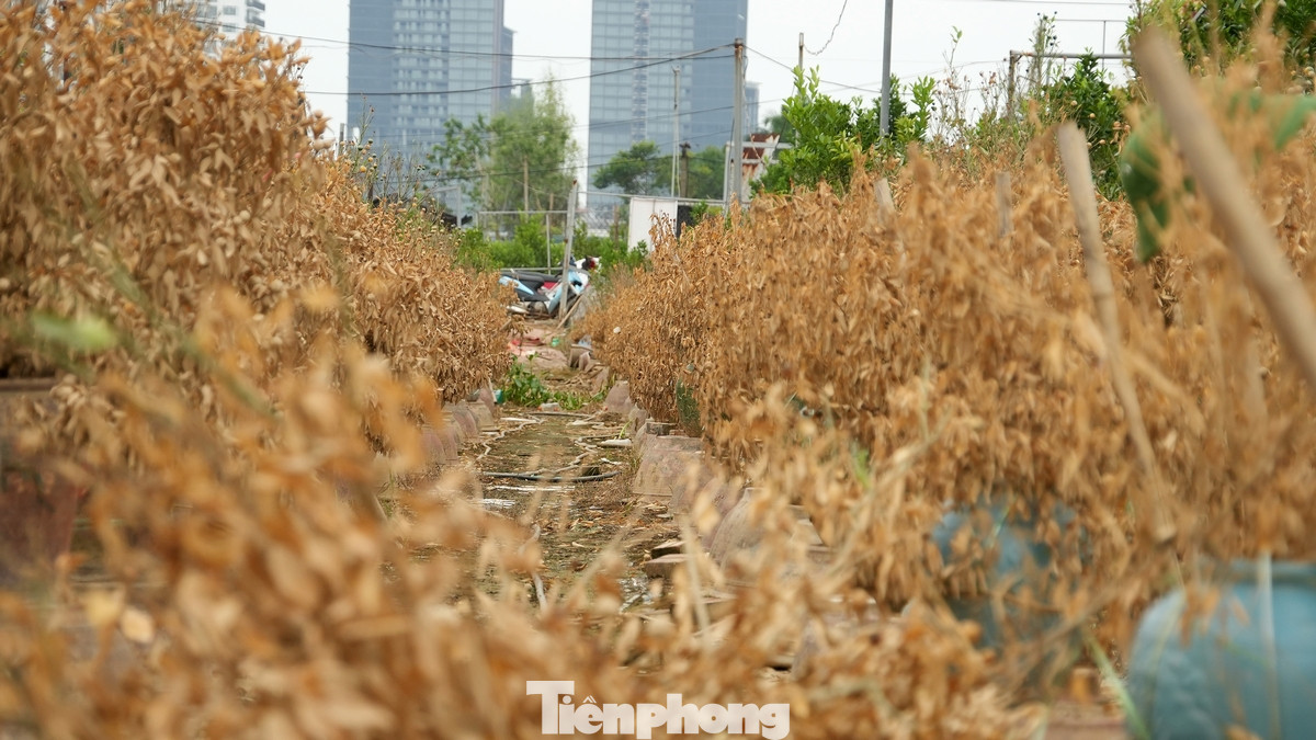 Theo UBND quận Tây Hồ, tính đến thời điểm hiện tại, 105ha trồng đào trên địa bàn quận đã bị ngập do mưa lũ, thiệt hại hơn 85 tỷ đồng.