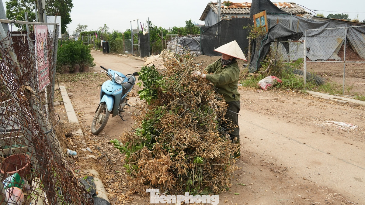 Theo thống kê chưa đầy đủ, mưa lũ đã khiến 1.018 người lao động (người đang canh tác, sản xuất tại các vườn đào, quất, hoa màu) bị ảnh hưởng.