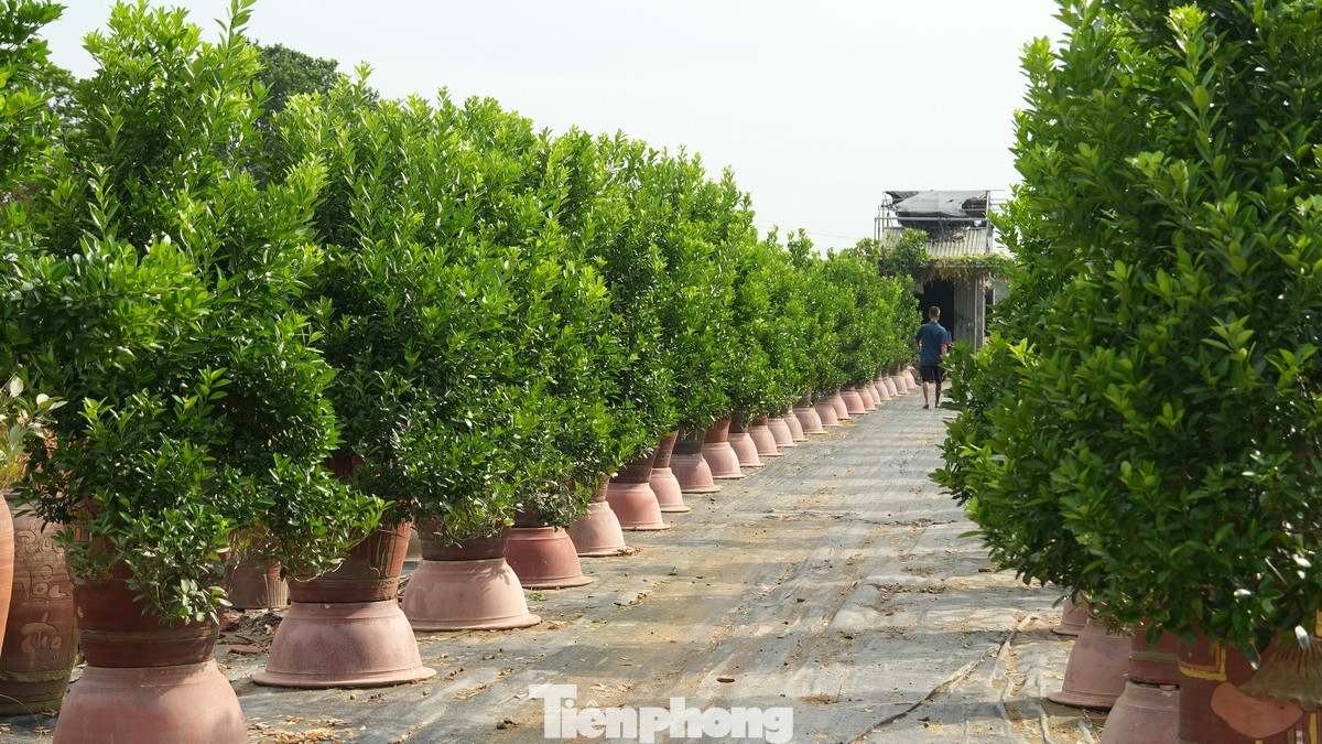 Những cây đào Nhật Tân, quất Tứ Liên không chỉ là nguồn sinh kế quan trọng của các hộ ươm trồng mà còn là sản phẩm OCOP 4 sao, góp phần quảng bá hình ảnh làng nghề đến du khách.