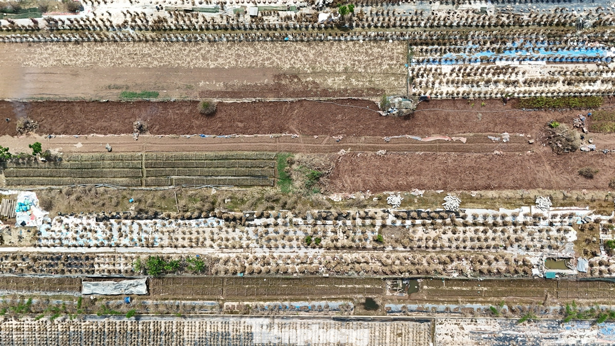 Phường Nhật Tân chịu ảnh hưởng nặng nề nhất với 80ha bị ngập úng. Vườn quất Tứ Liên (quận Tây Hồ) cũng thiệt hại nghiêm trọng.