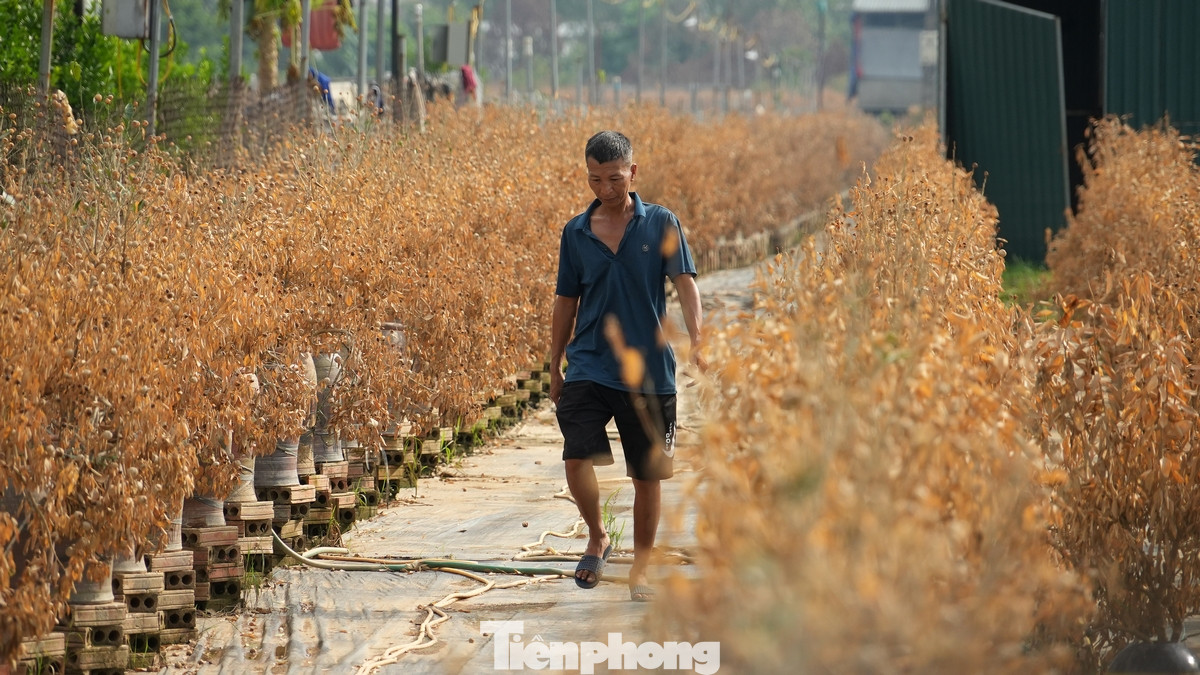 Sau khi nước sông Hồng rút, đã bỏ lại cả một cánh đồng bạt ngàn quất Tứ Liên, đào Nhật Tân héo lá, rụng quả, người dân chỉ biết rơi nước mắt vì thiệt hại quá nặng nề.