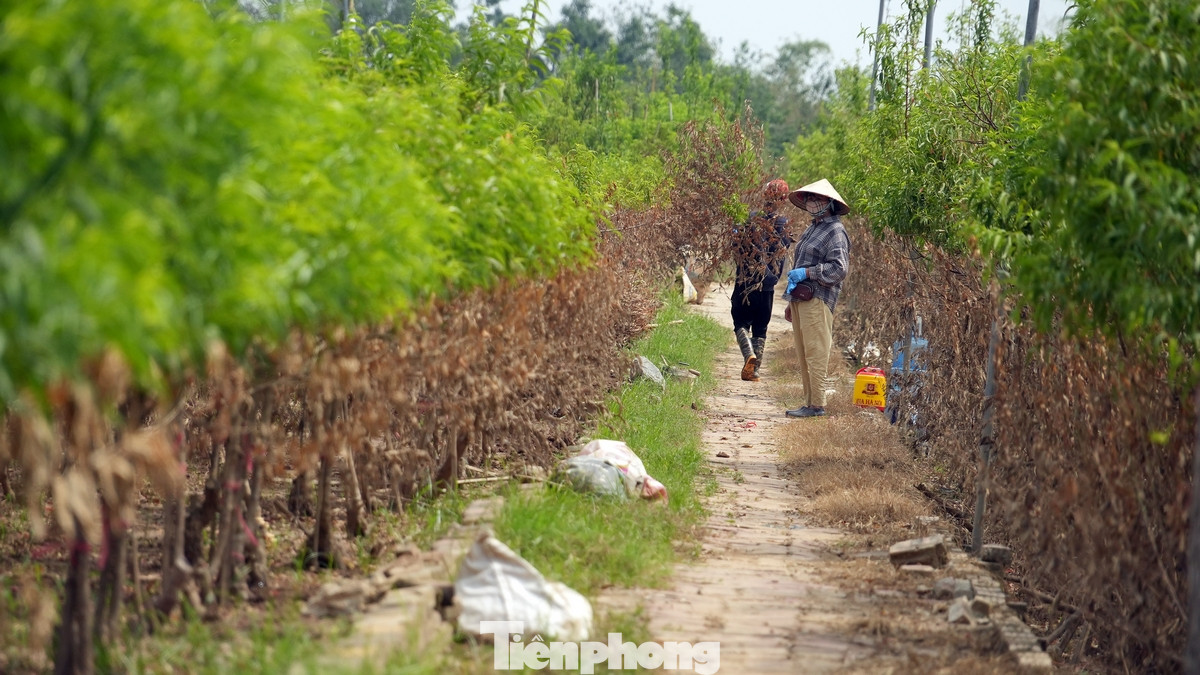 Theo ông Nguyễn Thanh Tịnh, Phó Chủ tịch UBND quận Tây Hồ, nhằm phục hồi sản xuất nông nghiệp cho người dân canh tác tại khu vực ngoài bãi, quận Tây Hồ đã xây dựng kế hoạch, bố trí khoảng 85 tỷ đồng để cho vay, hỗ trợ người dân phục hồi sản xuất, ủy thác qua Ngân hàng chính sách xã hội quận.