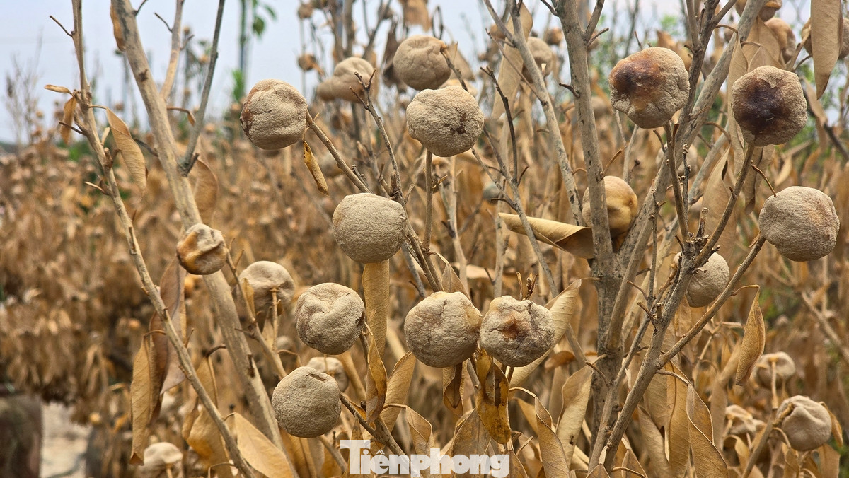 Theo UBND quận Tây Hồ, tính đến thời điểm hiện tại, 105ha trồng đào trên địa bàn quận đã bị ngập do mưa lũ, thiệt hại hơn 85 tỷ đồng.