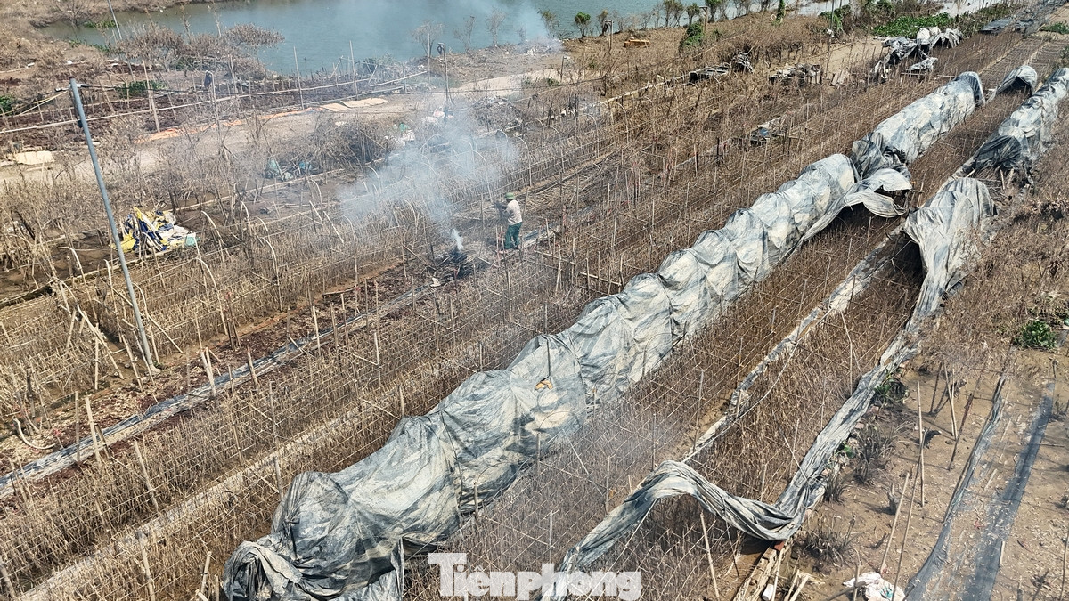 Mưa lũ đã gây ngập 35,5ha quất trên địa bàn quận, với thiệt hại ước tính hơn 37 tỷ đồng. Trong ảnh là người dân đang thu gom hàng vạn gốc hoa họa mi chết do lũ lụt để đốt.