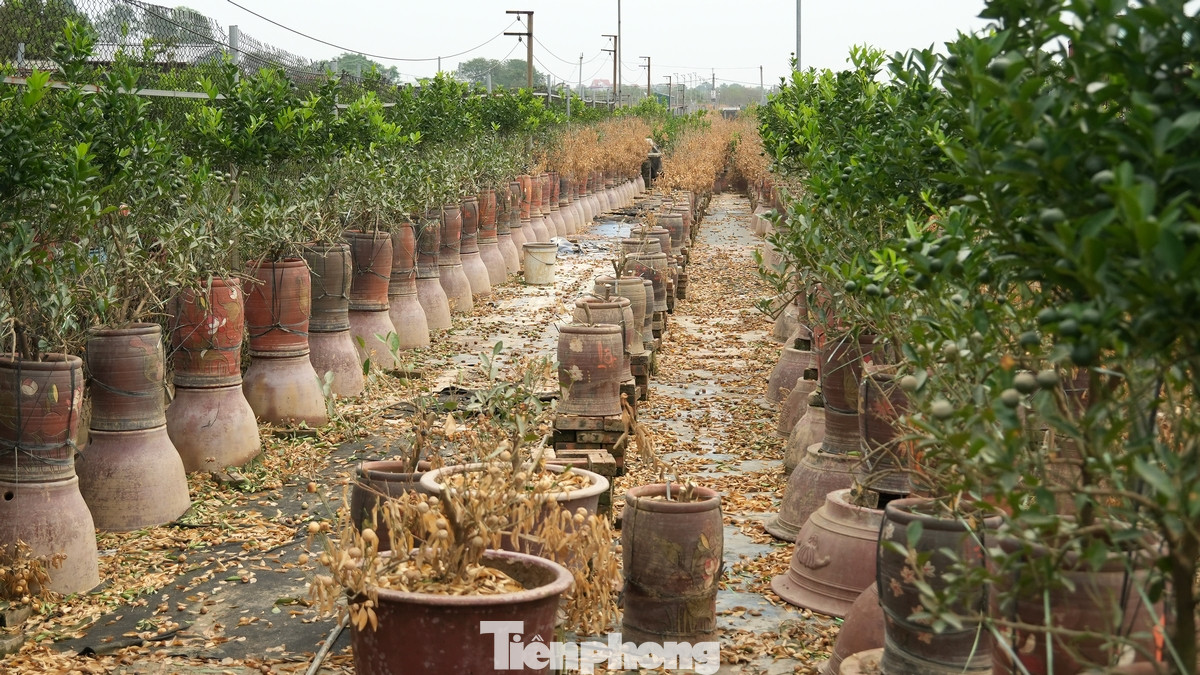 Đặc biệt, khu vực chân cầu Nhật Tân ven sông Hồng, nước lũ dâng rất cao, nhấn chìm đồng ruộng, hoa màu; nhiều diện tích trồng đào của người dân đã bị nước lũ “nuốt chửng”…