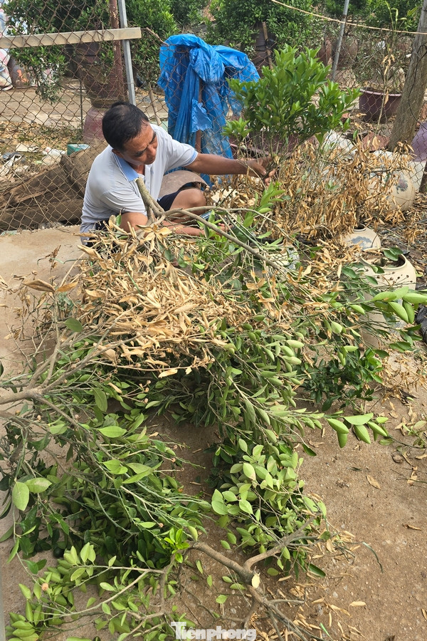 Nhiều người trồng hoa, cây cảnh đang cố gắng khắc phục hậu quả sau lũ lụt. Những cây không có khả năng "khắc phục"cứu" đã được cắt bỏ để chuẩn bị trồng lứa cây mới.