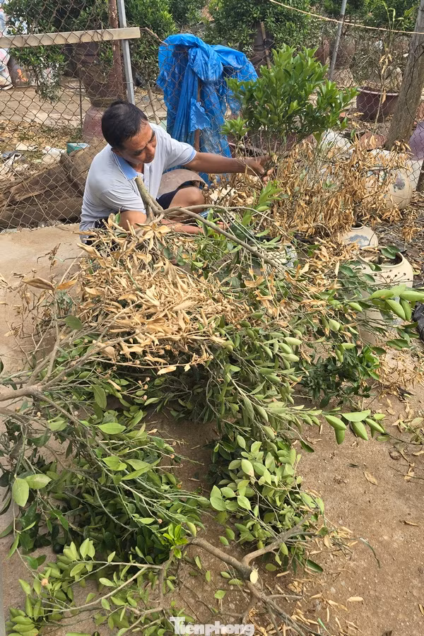 Nhiều người trồng hoa, cây cảnh đang cố gắng khắc phục hậu quả sau lũ lụt. Những cây không có khả năng "khắc phục"cứu" đã được cắt bỏ để chuẩn bị trồng lứa cây mới.
