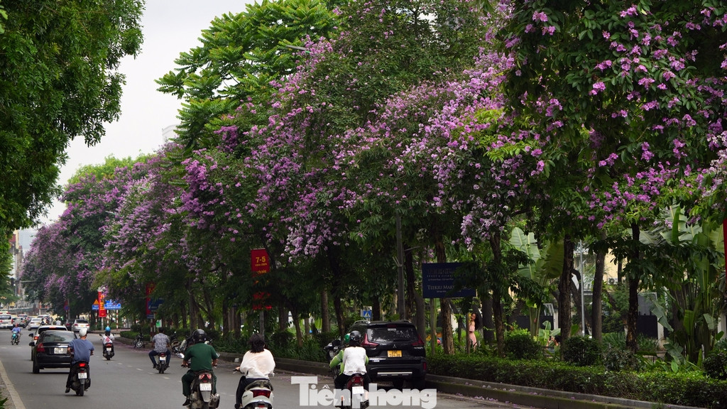 Đoạn đường Kim Mã luôn là một điểm lý tưởng để chụp hình với hoa bằng lăng đang độ nở rộ.