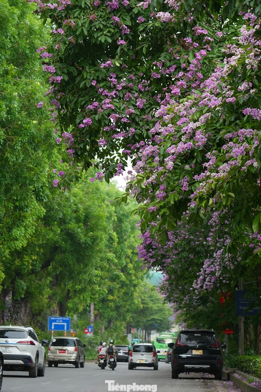 Hoa bằng lăng cũng đã trở thành những giai điệu như: "Nhà bên đang đón dâu rộn tiếng cười vui/Tôi làm thân khách đến chúc phúc mà thôi/Quà tôi mang đến em chỉ mỗi hoa bằng lăng/Bởi mình nghèo nên chỉ đứng nép ngoài sân".