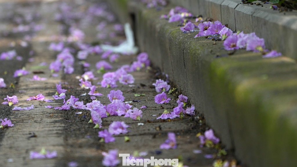 Màu tím của hoa bằng lăng luôn quyến rũ và làm xao xuyến bất cứ ai.