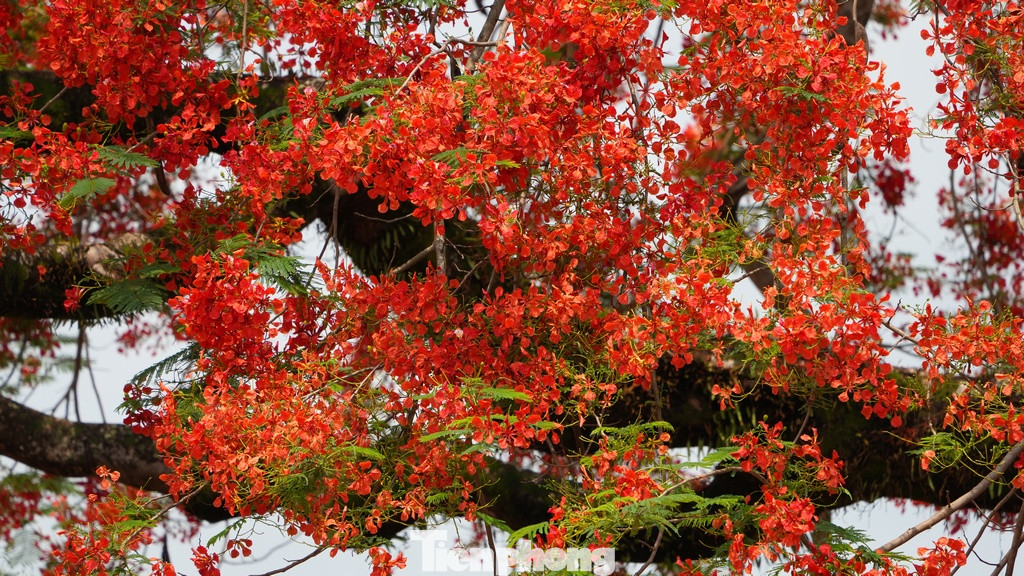 Sắc đỏ của hoa phượng cùng với tinh thần của Lễ kỷ niệm 70 năm Chiến thắng Điện Biên Phủ không kìm được lòng người dù người lớn tuổi hay thế hệ trẻ Việt Nam.