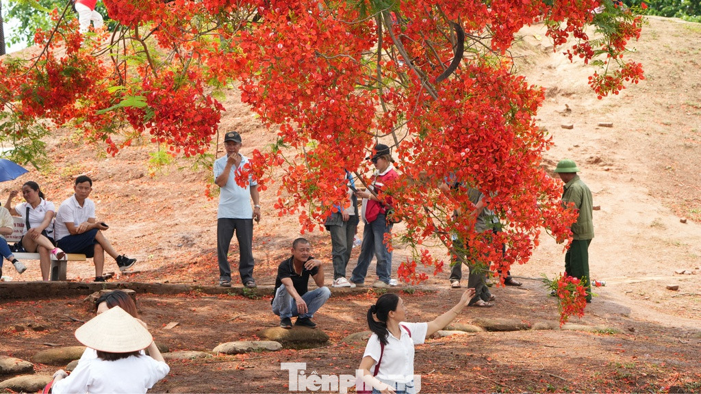 Sắc đỏ của hoa phượng cùng với tinh thần của Lễ kỷ niệm 70 năm Chiến thắng Điện Biên Phủ không kìm được lòng người dù người lớn tuổi hay thế hệ trẻ Việt Nam.