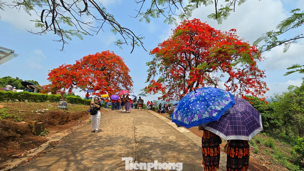 Sắc đỏ của phượng vĩ tràn ngập như tô điểm thêm cho khung cảnh lịch sử hào hùng tại đồi A1. Di tích lịch sử Đồi A1 nằm giữa khung cảnh thiên nhiên hùng vĩ, là một địa điểm tâm linh, nơi mà người dân có thể đến để tri ân và tôn kính những liệt sĩ đã hi sinh vì Tổ quốc.